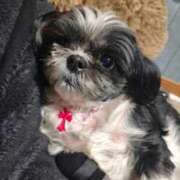 ヒメ日記 2026/02/11 20:14 投稿 しおん 熟女の風俗最終章 仙台店