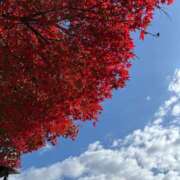 ヒメ日記 2025/11/23 10:11 投稿 アオイ秘書 秘書の品格 クラブアッシュ ヴァリエ