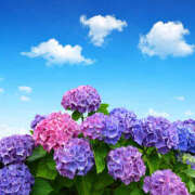 ヒメ日記 2025/05/20 22:06 投稿 カシス スーパーマッサージ