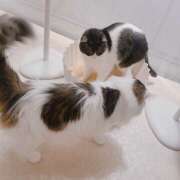 ヒメ日記 2025/10/09 10:47 投稿 ゆい チアガール