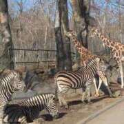 ヒメ日記 2025/12/30 20:04 投稿 ナナコ cuteなミセス