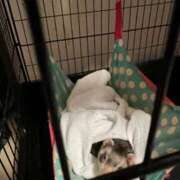 ヒメ日記 2026/04/11 06:24 投稿 ナナコ cuteなミセス