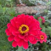 ヒメ日記 2025/12/06 15:14 投稿 ミユウ cuteなミセス