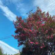 ヒメ日記 2025/12/22 13:54 投稿 ミユウ cuteなミセス