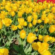 ヒメ日記 2026/04/22 17:24 投稿 ミユウ cuteなミセス