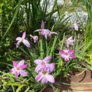 ヒメ日記 2026/04/23 20:24 投稿 ミユウ cuteなミセス