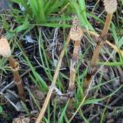 ヒメ日記 2025/03/24 15:02 投稿 早川まお(はやかわまお) 五十路マダムエクスプレス厚木店(カサブランカグループ)