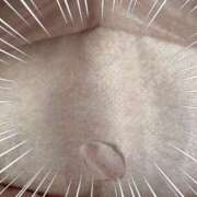 ヒメ日記 2025/04/16 15:32 投稿 早川まお(はやかわまお) 五十路マダムエクスプレス厚木店(カサブランカグループ)