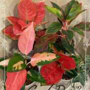 ヒメ日記 2024/12/19 18:08 投稿 志穂 セクシーキャット 神田店