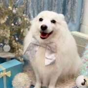 ヒメ日記 2024/12/28 17:27 投稿 志穂 セクシーキャット 神田店