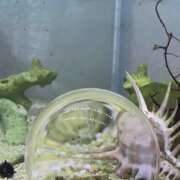 ヒメ日記 2025/01/16 00:01 投稿 志穂 セクシーキャット 神田店