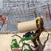 ヒメ日記 2025/04/10 17:56 投稿 志穂 セクシーキャット 神田店