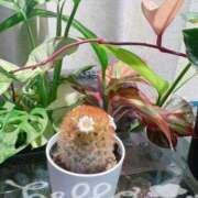 ヒメ日記 2025/04/17 19:12 投稿 志穂 セクシーキャット 神田店