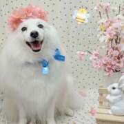 ヒメ日記 2025/05/03 05:04 投稿 志穂 セクシーキャット 神田店