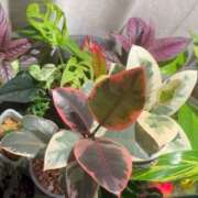 ヒメ日記 2025/06/11 19:31 投稿 志穂 セクシーキャット 神田店