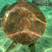 ヒメ日記 2025/10/04 18:22 投稿 志穂 セクシーキャット 神田店