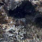 ヒメ日記 2025/10/06 20:10 投稿 志穂 セクシーキャット 神田店