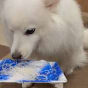 ヒメ日記 2025/10/11 20:57 投稿 志穂 セクシーキャット 神田店