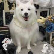 ヒメ日記 2025/10/31 23:12 投稿 志穂 セクシーキャット 神田店