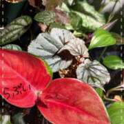 志穂 ｡:°ஐ* セクシーキャット 神田店