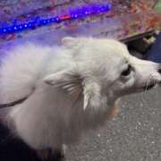 ヒメ日記 2025/12/18 17:37 投稿 志穂 セクシーキャット 神田店