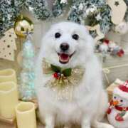 ヒメ日記 2025/12/25 19:03 投稿 志穂 セクシーキャット 神田店