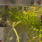 ヒメ日記 2026/01/23 02:33 投稿 志穂 セクシーキャット 神田店