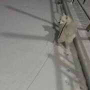 ヒメ日記 2026/02/13 18:01 投稿 志穂 セクシーキャット 神田店