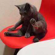 あおは 猫猫猫猫 バイオレンス