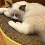 ヒメ日記 2025/10/18 14:57 投稿 らいむ OKINI八王子