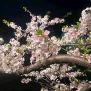 ヒメ日記 2025/04/11 20:22 投稿 りか ViVid(池袋)