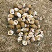 ヒメ日記 2025/06/14 06:19 投稿 あいり アネックスジャパン