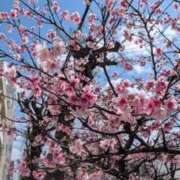 ヒメ日記 2026/02/22 14:59 投稿 あいり アネックスジャパン