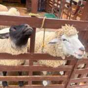 ヒメ日記 2025/12/12 12:05 投稿 こはく『ガール』 ディオーネ