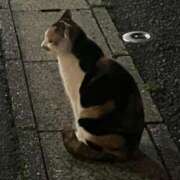 ヒメ日記 2026/04/07 06:39 投稿 あこ 柏人妻花壇