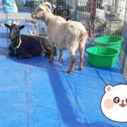 ヒメ日記 2025/03/30 15:41 投稿 まどか 柏人妻花壇