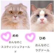 ヒメ日記 2025/09/08 10:12 投稿 まどか 柏人妻花壇