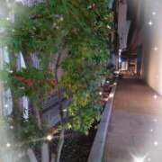 ヒメ日記 2025/06/30 11:25 投稿 さり 柏人妻花壇