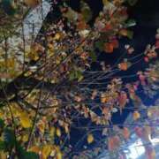 ヒメ日記 2025/11/29 17:55 投稿 さり 柏人妻花壇