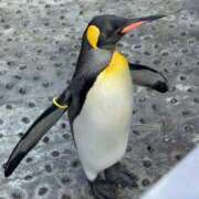 ヒメ日記 2025/02/09 19:29 投稿 とも 柏人妻花壇