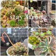 ヒメ日記 2025/04/18 11:39 投稿 とも 柏人妻花壇