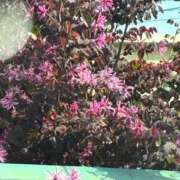 ヒメ日記 2025/04/22 10:08 投稿 とも 柏人妻花壇