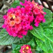 ヒメ日記 2025/11/27 16:26 投稿 とも 柏人妻花壇