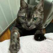 ヒメ日記 2026/03/31 09:05 投稿 とも 柏人妻花壇