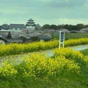 ヒメ日記 2026/03/31 22:29 投稿 とも 柏人妻花壇