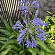 ヒメ日記 2025/09/04 20:46 投稿 まゆり 柏人妻花壇