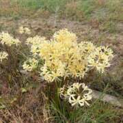 ヒメ日記 2025/10/08 07:45 投稿 まゆり 柏人妻花壇