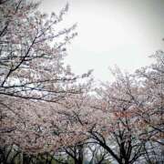 ヒメ日記 2026/03/28 08:18 投稿 きょう 柏人妻花壇