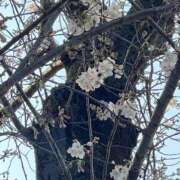 ヒメ日記 2025/03/26 17:06 投稿 ひばり 柏人妻花壇