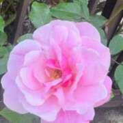 ヒメ日記 2025/04/18 16:27 投稿 ひばり 柏人妻花壇